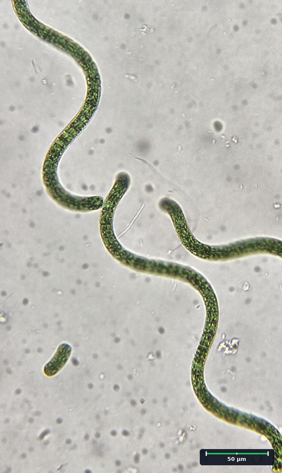 Microfotografía óptica de Limnospira platensis (espirulina)