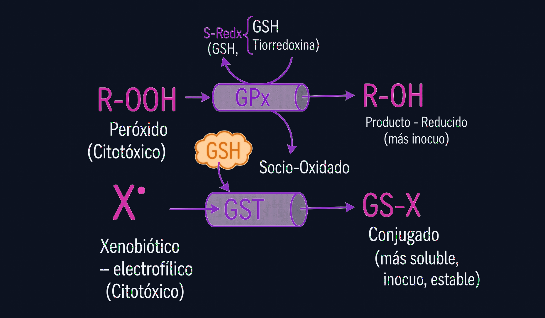 Rutas Químicas de Detoxificación GPx y GST - Modo Oscuro