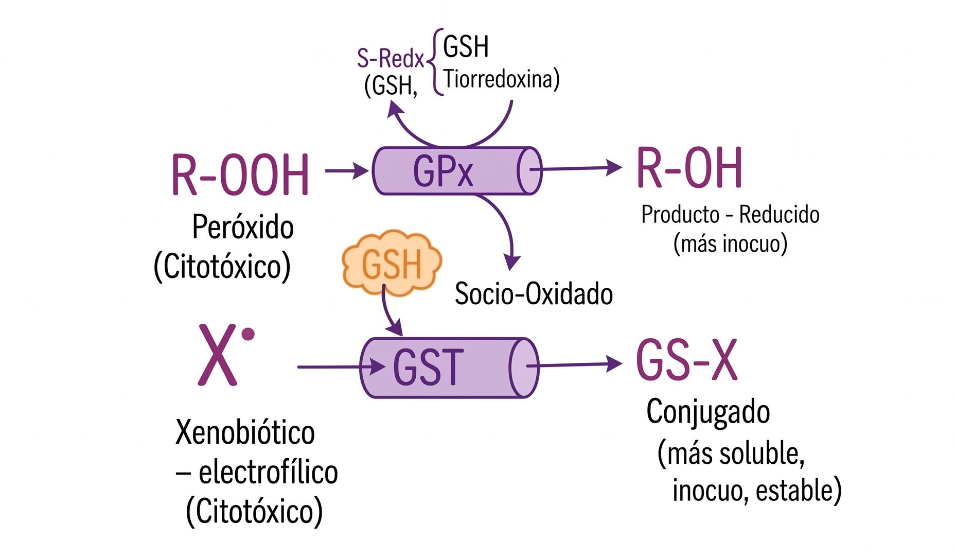 Dinámica mecanística GPx y GST