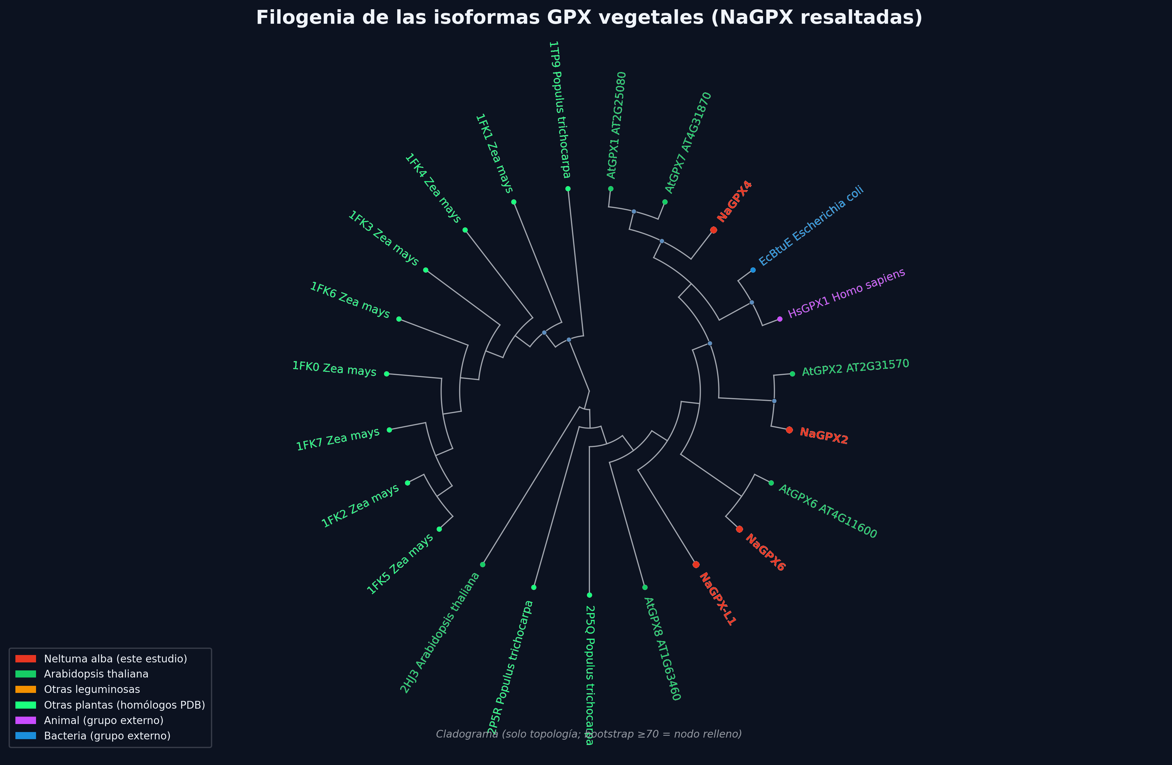 Árbol filogenético de GPX - Modo Oscuro